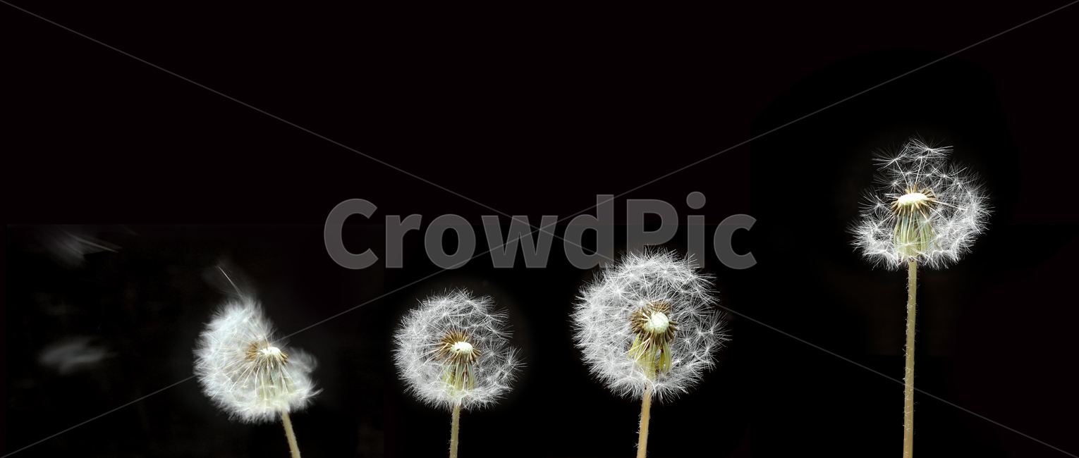 민들레씨,씨앗,민들레,민들레씨앗,씨,꽃씨,자연,식물,클로즈업,seed,plant,dandelion,seeds,soft,부드러운,봄,spring,흰색,화이트,하얀색,검은배경,검은색배경,black,블랙