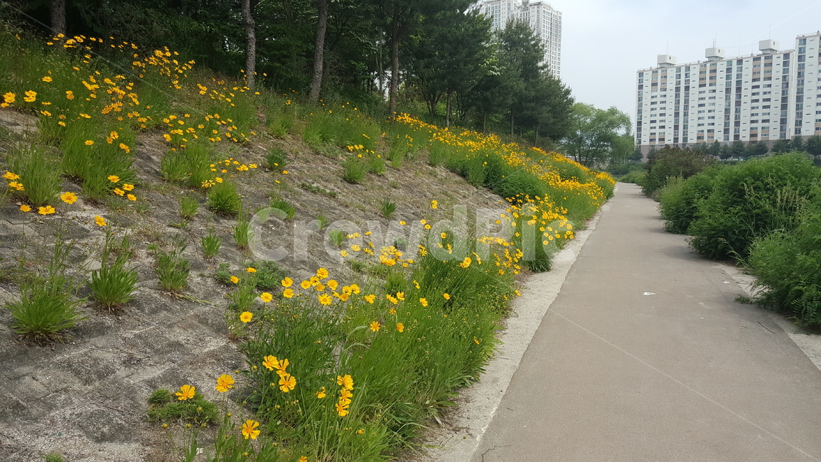 꽃,꽃길,노란꽃,산책길,거리