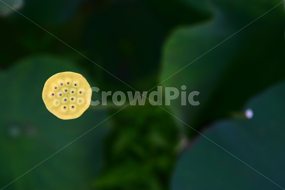 꽃,연꽃,자연,배경,flower,식물,자연,plants,nature,꽃,flower