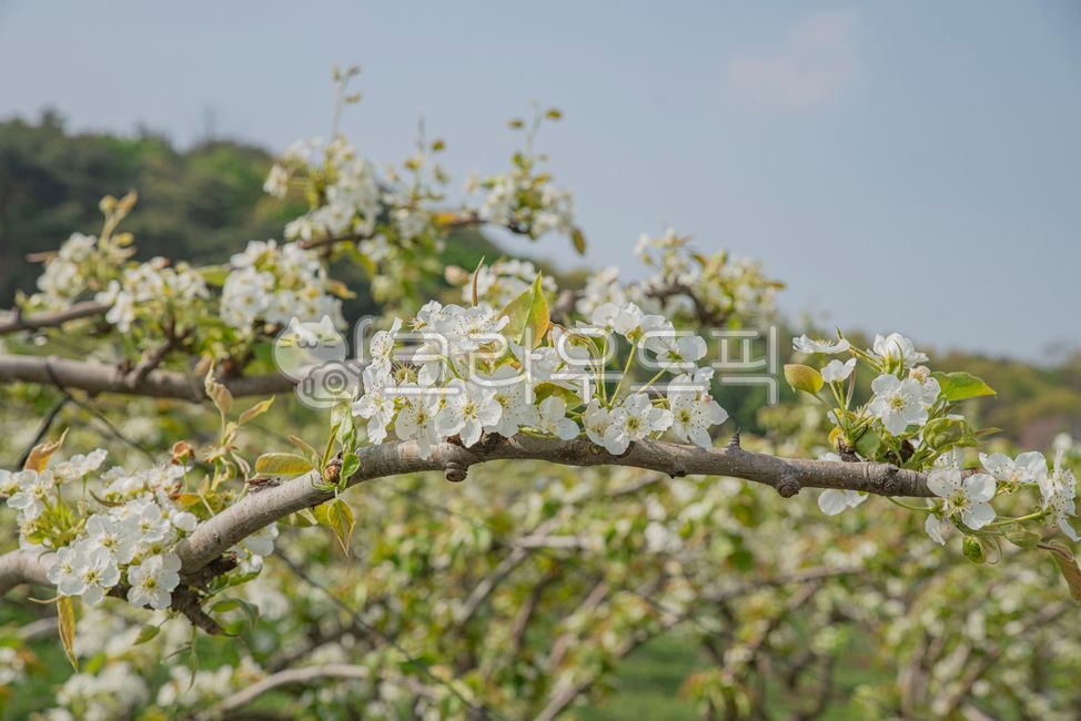 spring,spring flowers,plant,flower tree,flowertree,pear tree,pear blossom,flower,pearflower
