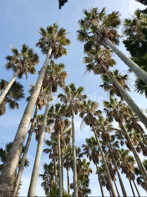 나무,야자수,제주,한림공원,하늘,식물,자연,plants,nature,나무,trees,wood