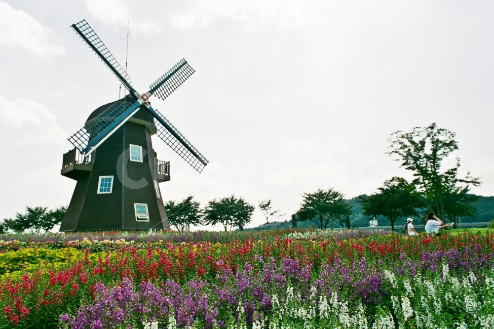 순천만,풍차,정원,순천만국가정원,순천만정원,필름사진,자연,풍경,nature,landscape,사람,인물,인간,human,person