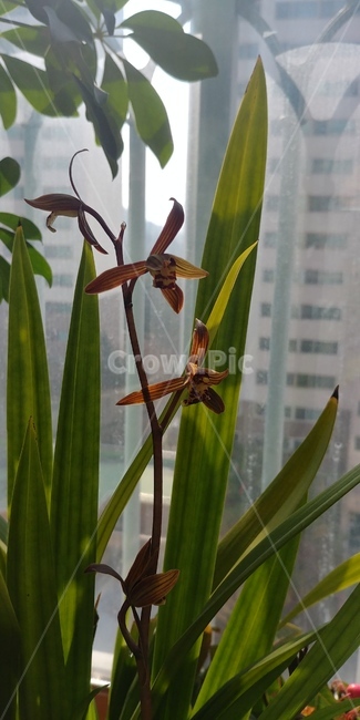 동양난,봄,배란다식물,화분,향기
