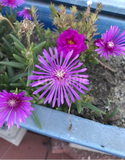 flower,플라워,식물,자연,꽃,식물,자연,plants,nature,꽃,flower