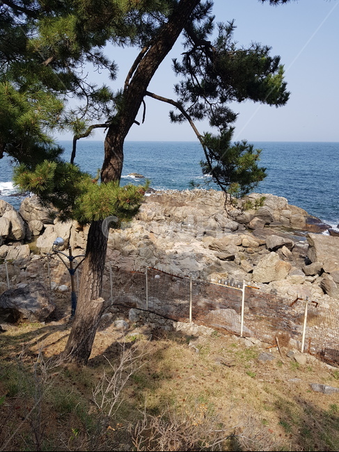 tree,나무,plant,식물,nature,자연,outdoors,옥외,land,나라,자연,풍경,nature,landscape