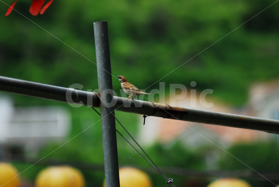 참새,야생참새,새,동물,작은새,쉼,동물,animal,조류,새,birds