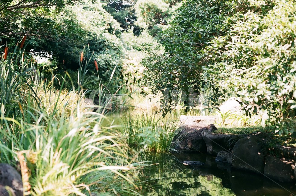 숲속,초록,자연,평온,냇가,자연,풍경,nature,landscape,휴식,힐링,rest,relaxation,healing,water,물,outdoors,옥외,land,땅
