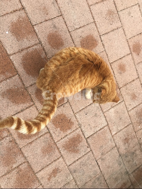 고양이,중성화고양이,치즈냥,야옹이,야옹,동물,animal,포유류,mammal,고양이,cat,kitten,kitty