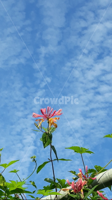 인동초,식물,꽃,flower,하늘,구름,식물,자연,plants,nature,꽃,flower