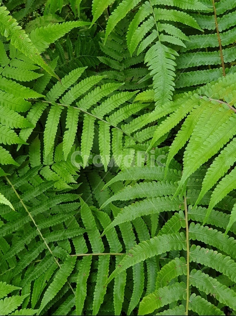 식물,고사리,자연,배경,감성,힐링,초록잎,초록,식물,자연,plants,nature