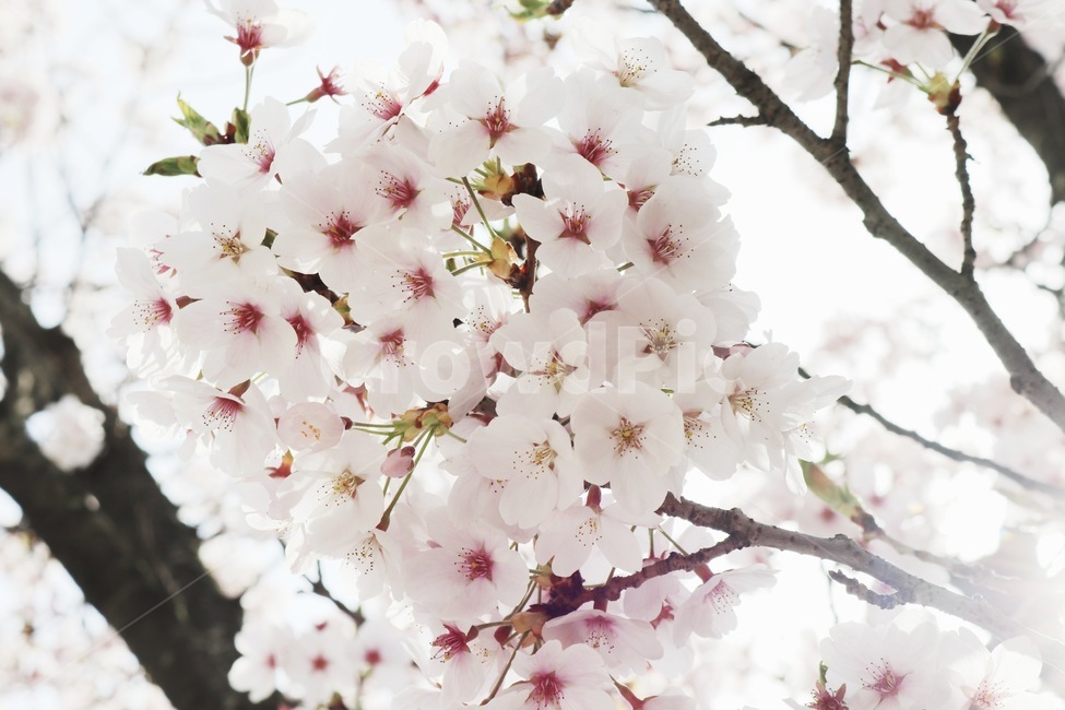 봄,벚꽃,꽃,벚꽃나무,cherryblossom