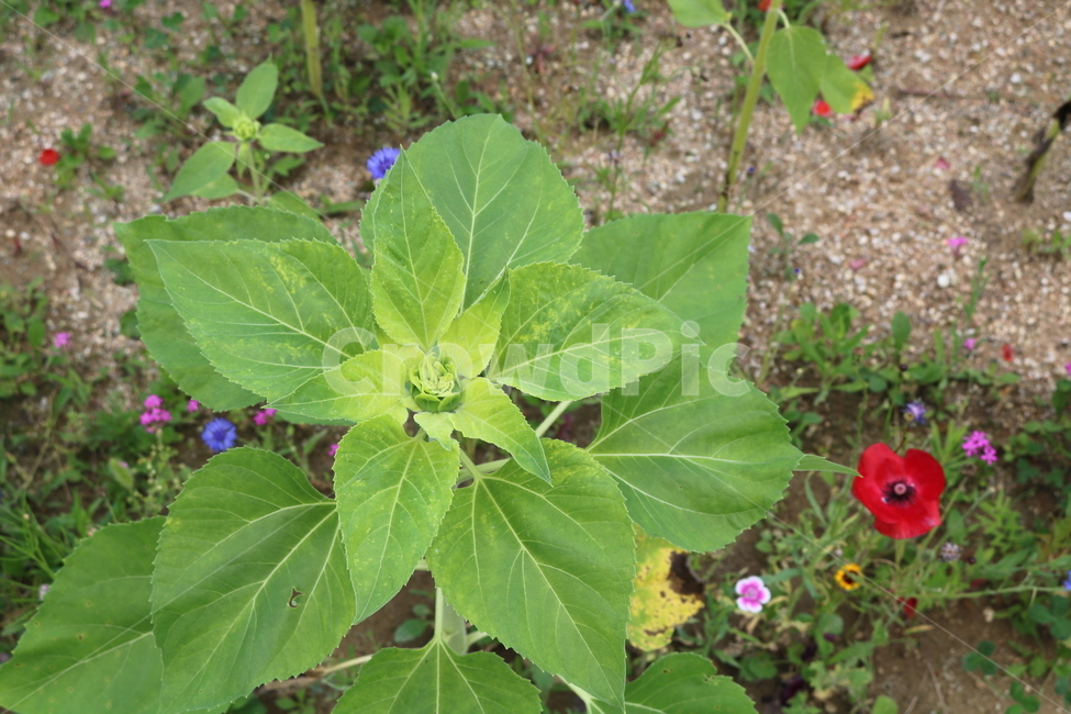 꽃,해바라기,해바라기꽃,식물,속씨식물,여름,식물,자연,plants,nature