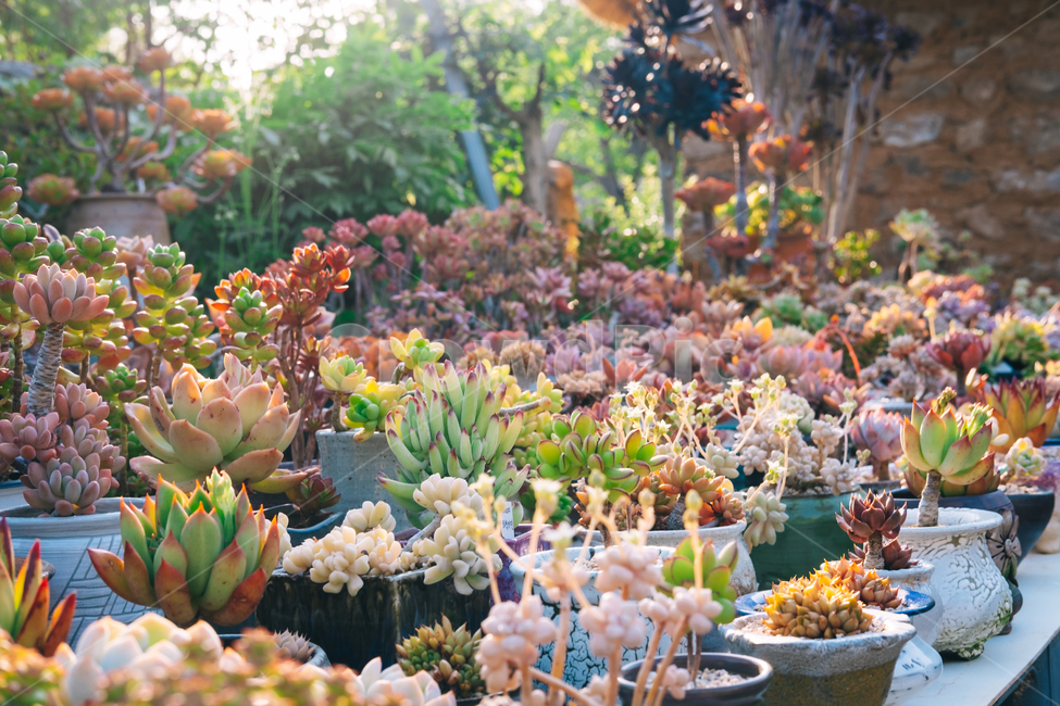 식물,다육이,화분,빛,감성,화사함,식물,자연,plants,nature,꽃,flower,감성,sensible,feeling,휴식,힐링,rest,relaxation,healing