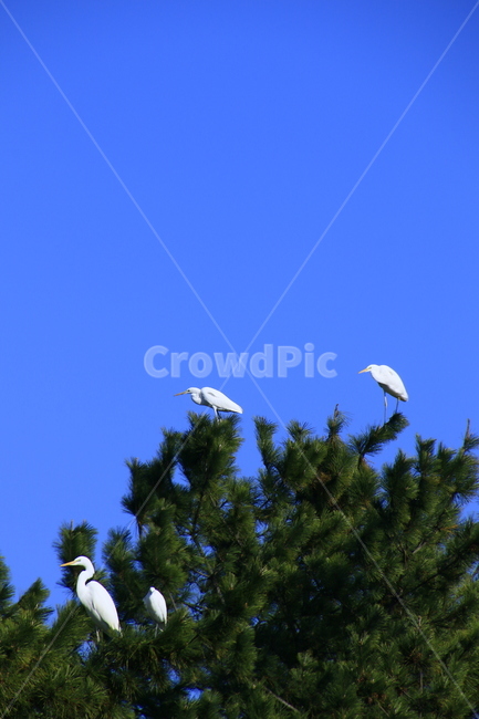 새,동물,animal,식물,전나무,아비,bird,tree,조류,새,birds