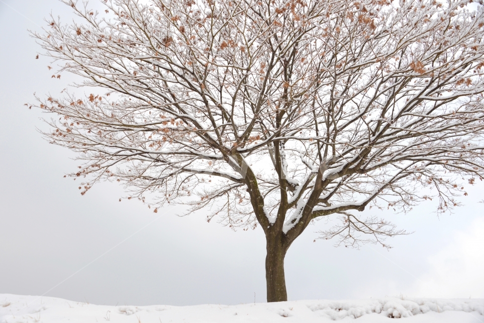 겨울이미지,겨울나무,외로움,설경,나무,겨울,계절,winter,season,식물,자연,plants,nature,나무,trees,wood
