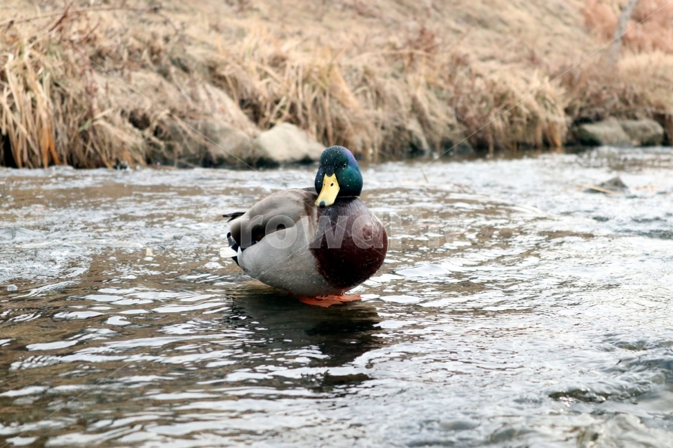 동물,오리,조류,duck,새,자연,동물원,동물,animal,조류,새,birds