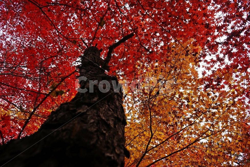 가을,단풍,단풍나무,화려함,가을풍경,autumn,fall,autumnleaves,plant,nature,계절,나무,븕은색,maple,red,season,colorful,느낌,감성,trees,branches,울긋불긋,자연,가을감성,가을느낌,가을배경,풍경,가을,계절,fall,autumn,season,식물,자연,plants,nature,나무,trees,wood,leaf,잎,tree
