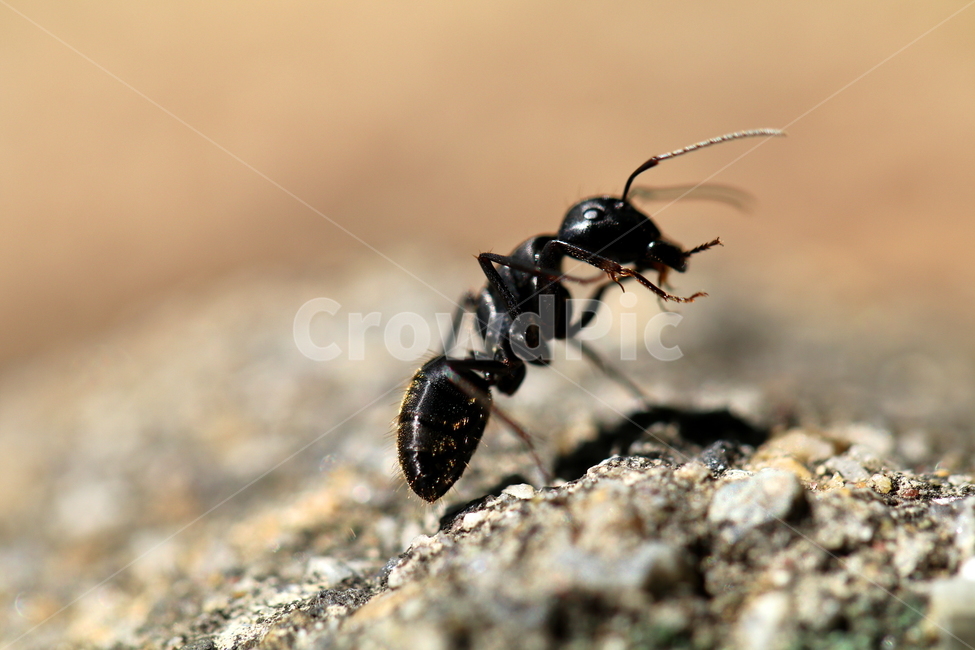 동물,개미,곤충,벌레,자연,동물,animal,곤충,벌레,insect,bug