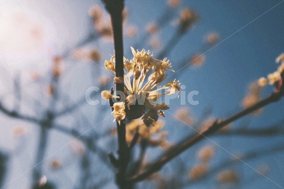 봄,감성사진,꽃,산수유,플라워,색감,봄,계절,spring,season,식물,자연,plants,nature,꽃,flower,감성,sensible,feeling,plant