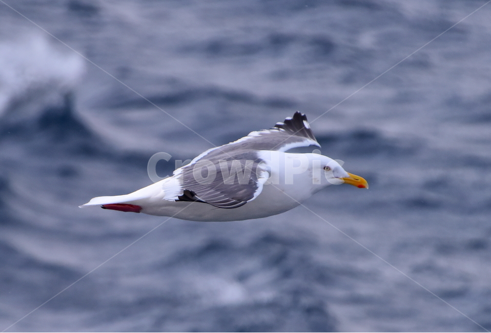 갈매기,비상,호수,겨울,새,seagull,bird,lake,winter,동물,animal,조류,새,birds