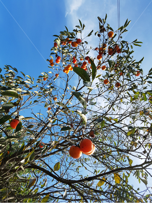 감,감나무,하늘,구름,가을,열매,과일,나무,fruit,plant,나무,trees,wood,과일,열매,fruit