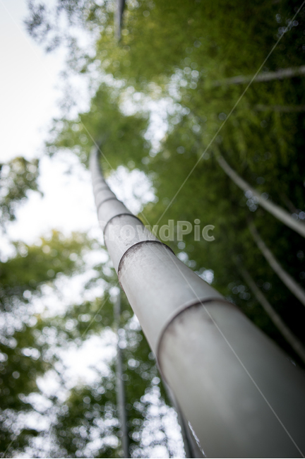 대나무,대나무숲,숲,forest,풍경,평화로운,평화로움,자연,녹음,식물,자연,plants,nature,나무,trees,wood