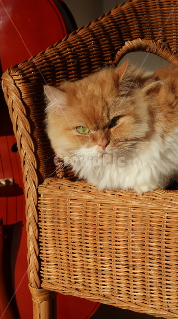 아기고양이,고양이,페르시안,노란고양이,치즈고양이,페르시안친칠라,귀여운,반려동물,애완동물,cat,kitten,kitty,포유류,자연,동물,animal,mammal,반려묘,페르시안고양이,품종묘,동물,animal,포유류,mammal,고양이,cat,kitten,kitty