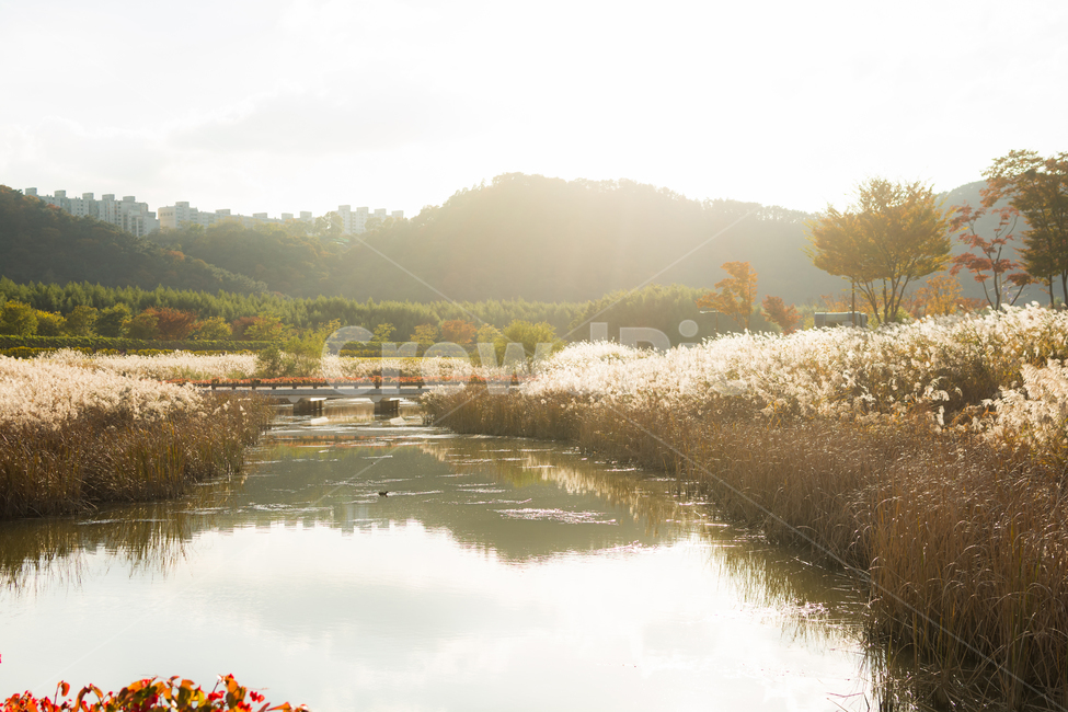갈대,가을,강,반영,물결,물,태양,자연,sun,nature,reflex,river,가을,계절,fall,autumn,season,자연,풍경,nature,landscape,outdoors,옥외,land,땅,water