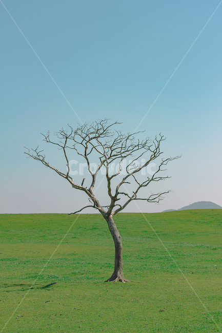 나무,왕따나무,나홀로나무,들판,감성,풍경,자연,풍경,nature,landscape,식물,plants,나무,trees,wood,감성,sensible,feeling,tree,plant