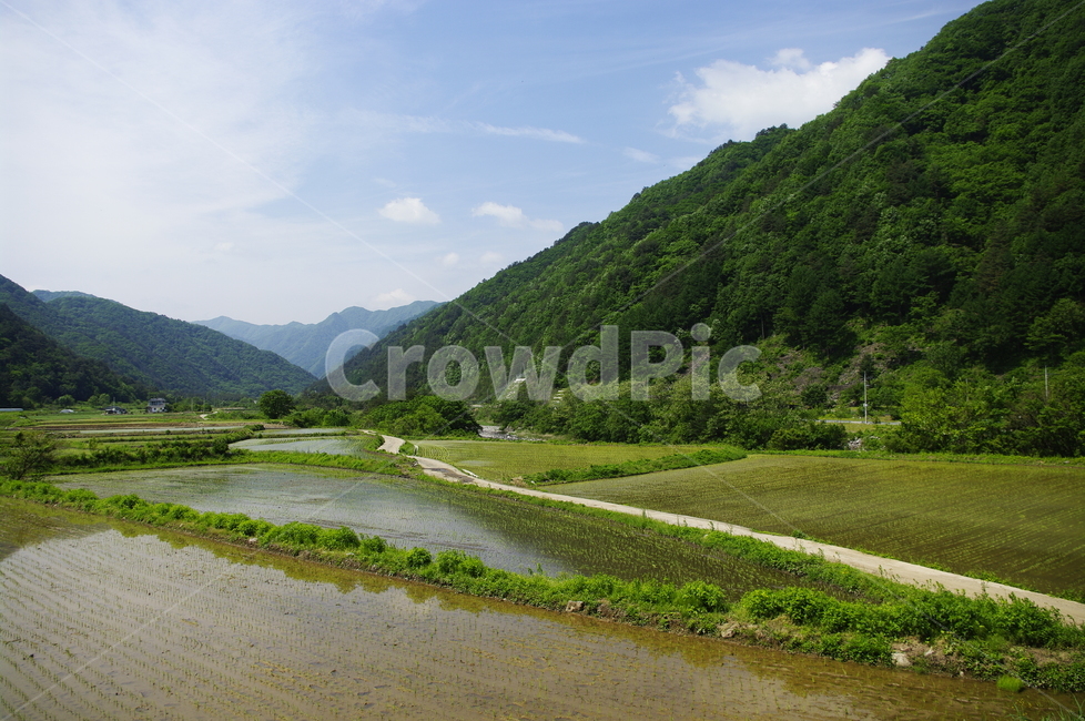 밭,논,식물,plant,자연,nature,산,하늘,구름,풍경,자연,풍경,nature,landscape,outdoors,옥외,field,들,grassland,목초지,paddy field,패디 필드