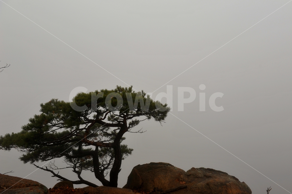 등산,왕따나무,소나무,여행,산,자연,풍경,nature,landscape,한국자연풍경,한국자연경관,korea nature landscape,식물,plants,나무,trees,wood,outdoors,옥외,plant,tree