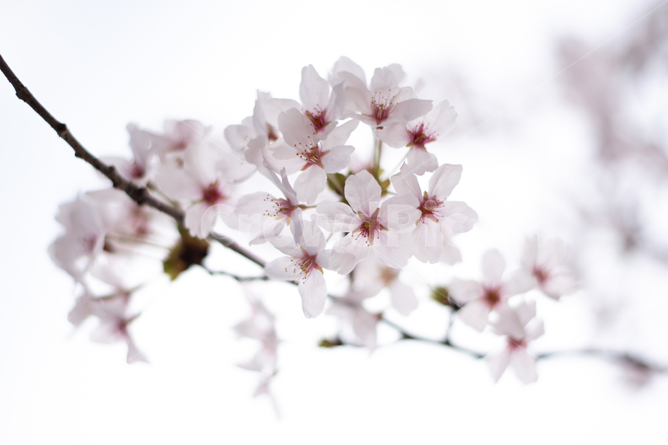 벚꽃,cherryblossom,봄,spring,꽃,flower,자연,nature,식물,plant,봄,계절,spring,season,식물,자연,plants,nature,꽃,flower