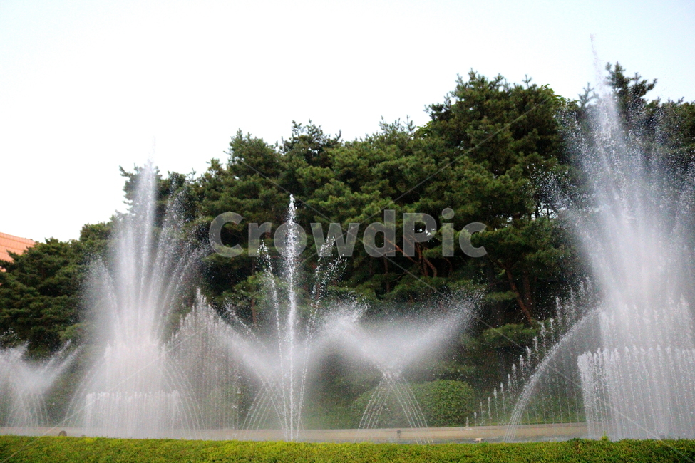 분수,분수대,물,공원,예술의전당,나무,소나무,자연,풍경,nature,landscape,water
