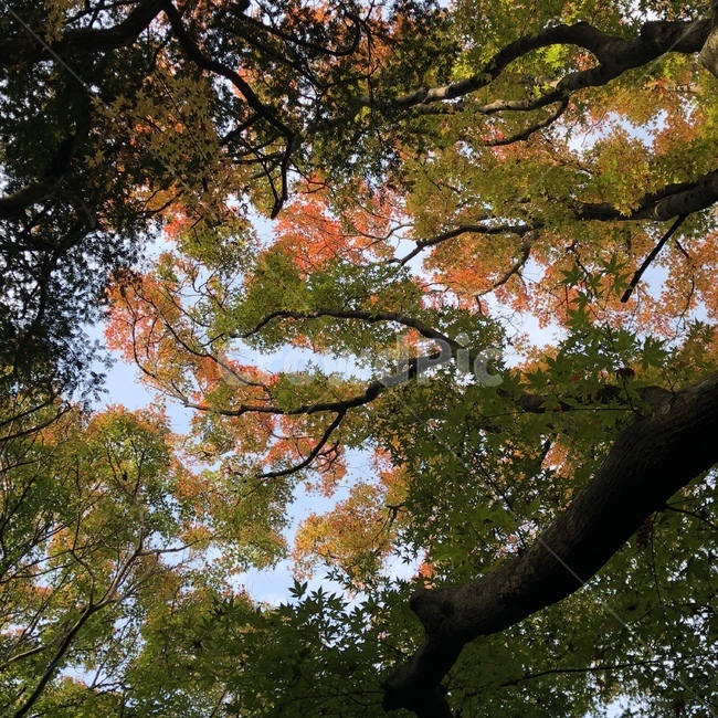 나무,자연,가을,단풍,빨간,maple,nature,tree,fall,red