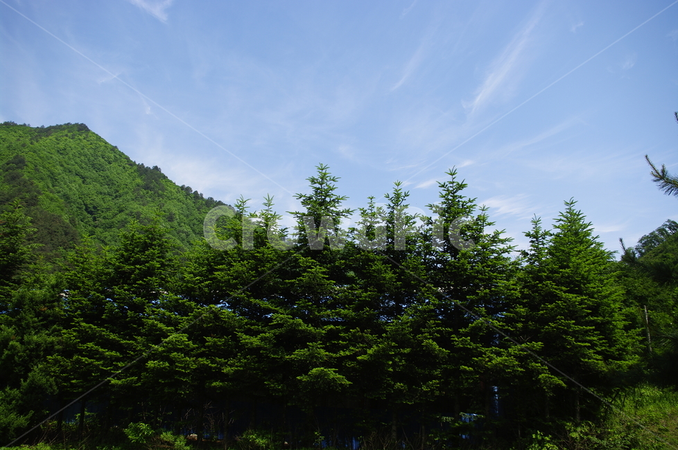 하늘,구름,풍경,숲,산,나무,식물,plant,봄,spring,초록,자연,풍경,nature,landscape,tree,fir,전나무