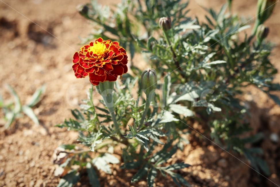 메리골드,marigold,꽃,flower,고독한,메리,골드,식물,자연,plants,nature,꽃,flower