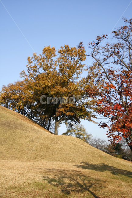 가을,단풍,풍경,나무,하늘,가을,계절,fall,autumn,season,field,들,grassland,목초지,outdoors,옥외