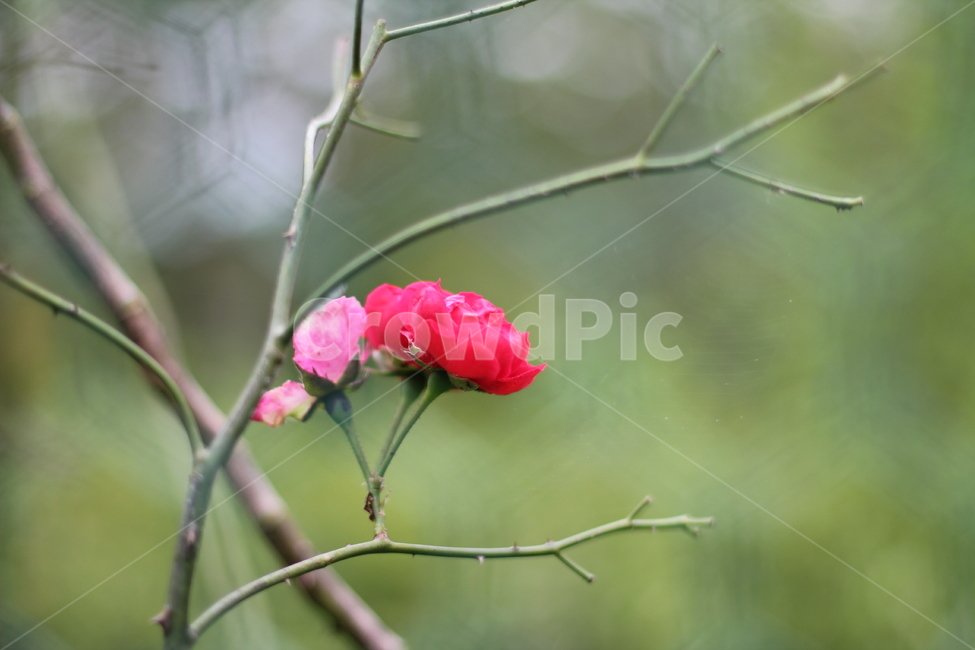 blossom,plant,꽃,flower,장미,식물,자연,plants,nature,꽃,flower