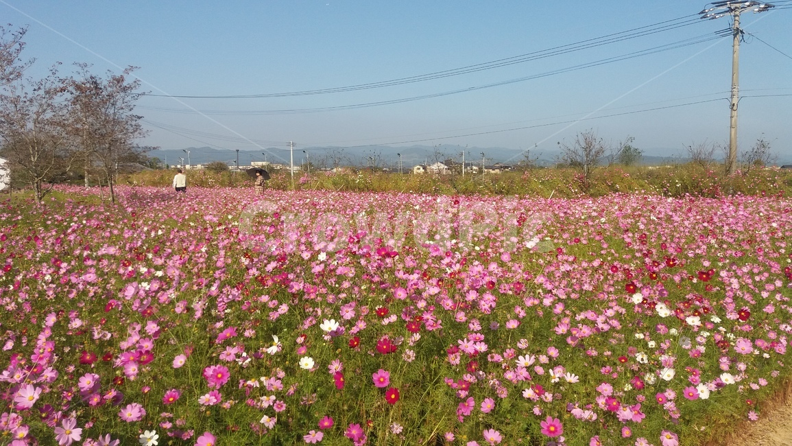 코스모스,꽃,cosmos,flower,봄,분홍색,pink,가을,계절,fall,autumn,season,plant,식물,blossom,geranium,제라늄