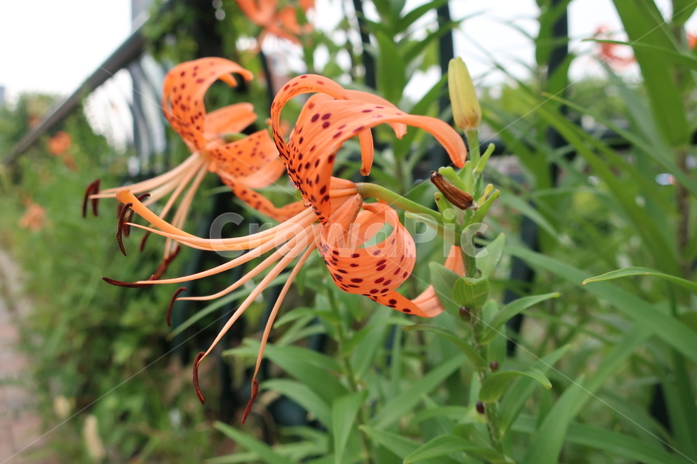 참나리,꽃,식물,flower,plant,주황색,화려한