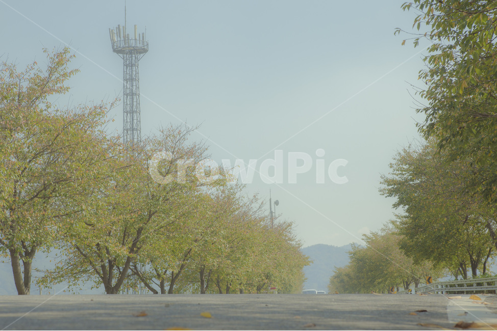 아련함,가로수,흐림,나무,도로,자연,풍경,nature,landscape,road