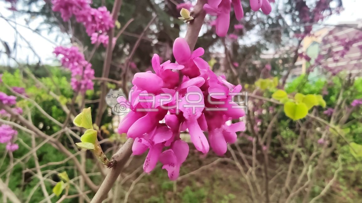 박태기나무,박태기나무꽃,cercischinensis,밥풀데기나무,밥데기나무,박태기,밥태기꽃나무,구슬꽃나무,밥티기,blossom,flower,꽃,plant,식물