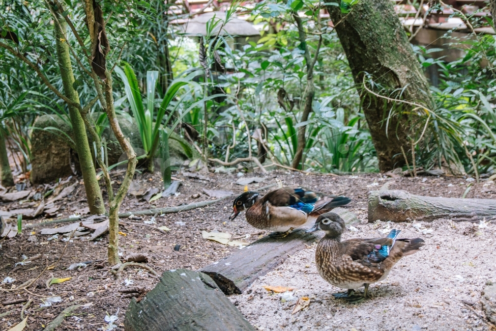 오리,동물,새,자연,공원,나무,싱가포르,여행,해외,풀,녹색,singapore,asia,duck,귀여운,동물,animal,조류,새,birds
