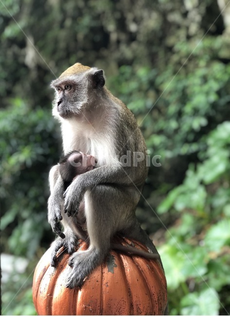 동물,원숭이,모성애,자연,animal,monkey,nature,동물,animal,포유류,mammal