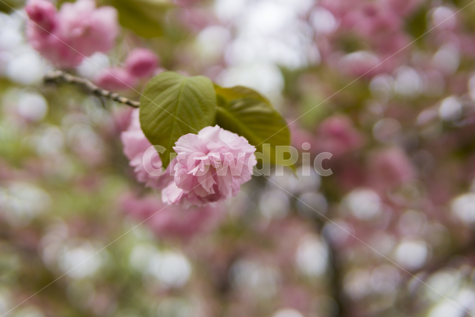 plant,식물,겹벚꽃,꽃,봄,벚꽃,봄,계절,spring,season