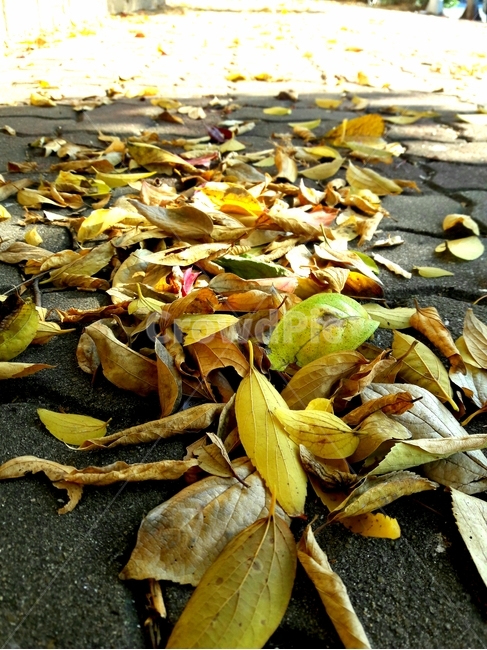 낙엽,fallenleaves,leaf,fall,가을,가로수,거리,잎,식물,plant,autumn,deadleaves,street,ground,바닥