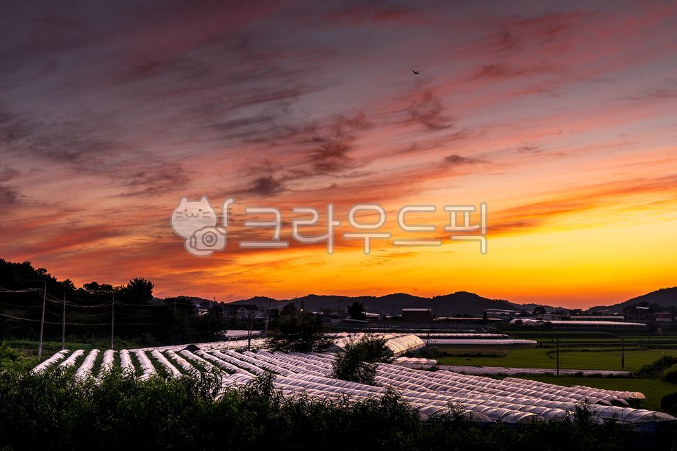 세렝게티,해질녁,초원,생태,송산그린시티,사라져가는,개발,개발지역,환경,태양,지는태양,촬영지,동화같은,서쪽하늘,경관,경치,골든아워,골드,황금빛,자연경관,고요한,아침,일출,아름다운,경기도,화성시,환상적인,하늘색,구름,하우스,경작지,하우스포도,포도밭,농작지,농촌,nature,자연,일몰,outdoors,옥외,sunset,redsky,붉은하늘,황혼,sky,하늘