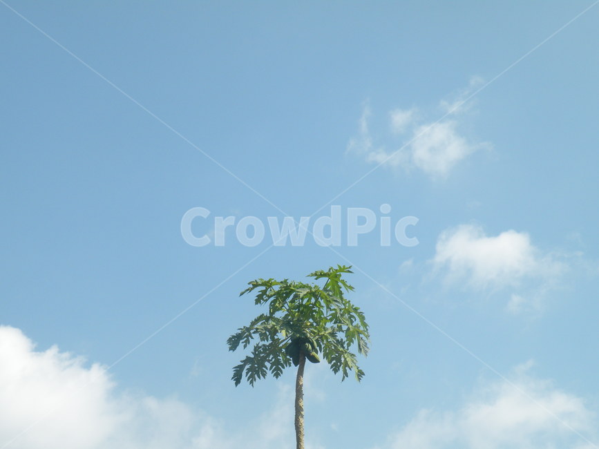 여행,베트남,하늘,야자수,여름,nature,landscape,view,vietnam,sky,summer,식물,자연,plants,nature,나무,trees,wood,감성,sensible,feeling