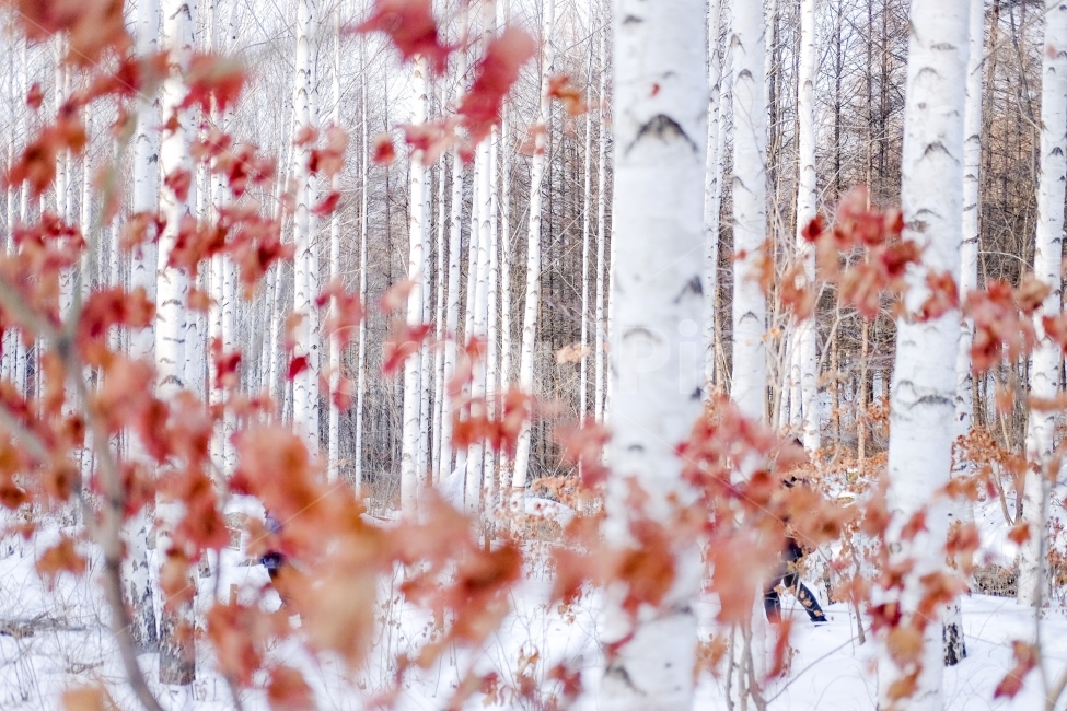 자작나무숲,겨울,단풍,눈,자작나무,겨울,계절,winter,season,자연,풍경,nature,landscape,식물,plants,나무,trees,wood,plant