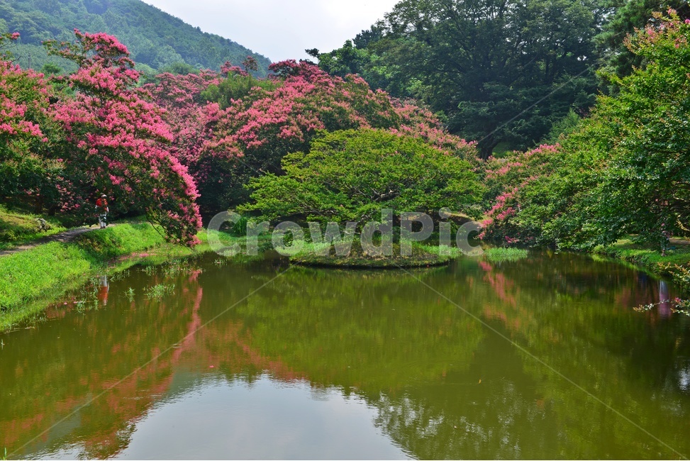 garden,정원,path,통로,water,물,nature,자연,outdoors,옥외,tree,나무,식물,plant,경치,경관,풍경,담양,명옥헌,명옥헌원림,배롱나무,배롱나무꽃